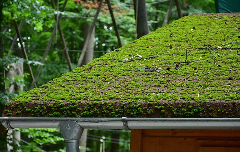 mossy roof, portland or